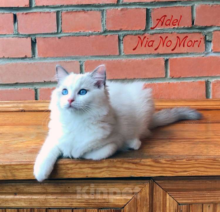 Кошки в Москве: Котёнок девочка породы Рэгдолл - Adel Девочка, 60 000 руб. - фото 5