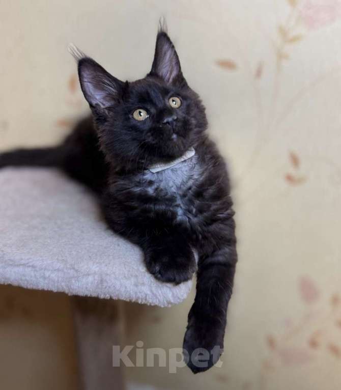 Кошки в Москве: Мейкуны котята девочки Девочка, 90 000 руб. - фото 4