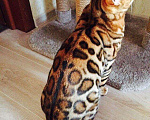 Кошки в Новосибирске: Бенгальские котята классического окраса, 100 000 руб. - фото 4