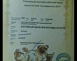 Собаки в Нальчике: Лиловый щенок редкий окрас, 20 000 руб. - фото 7