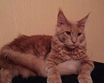 Кошки в Краснодаре: Вязка титулованный Мейн-Кун, 6 000 руб. - фото 4