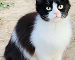 Кошки в Андреаполе: Мальчик Мальчик, 200 руб. - фото 1