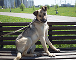 Собаки в Москве: Арчи ищет дом  Мальчик, 100 руб. - фото 3