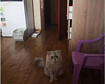 Кошки в Санкт-Петербурге: Пушистый красавец в добрые руки Мальчик, Бесплатно - фото 2