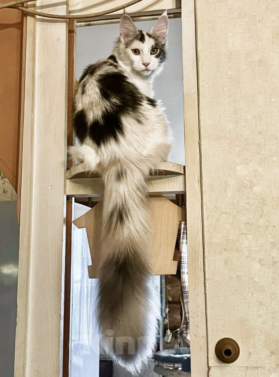 Кошки в других городах Ленинградской области: Мейн кун кошечка Девочка, 20 000 руб. - фото 1