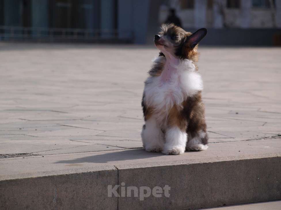 Собаки в Липецке: Пуховый мальчик Мальчик, 30 000 руб. - фото 3