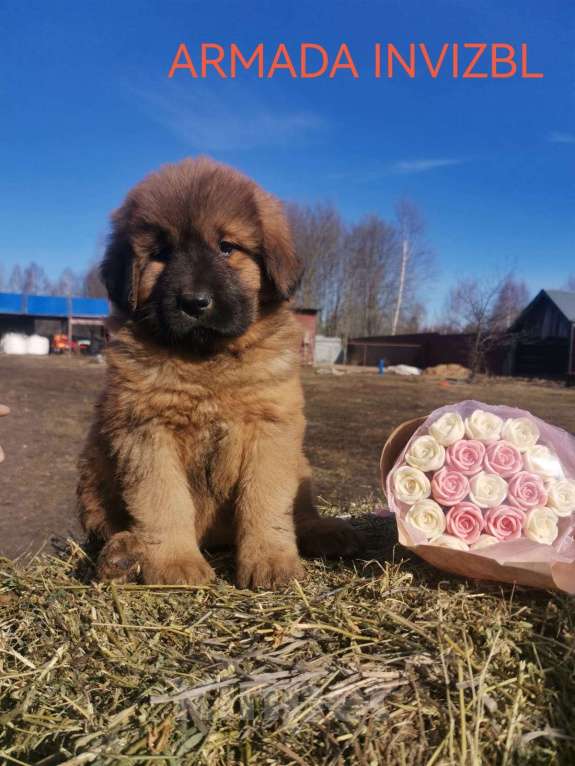 Собаки в Владимире: Тибетский мастиф Девочка, 60 000 руб. - фото 1