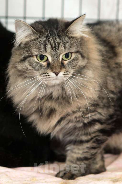 Кошки в Санкт-Петербурге: Ласковее не бывает умнейшая кошечка Девочка, 100 руб. - фото 1