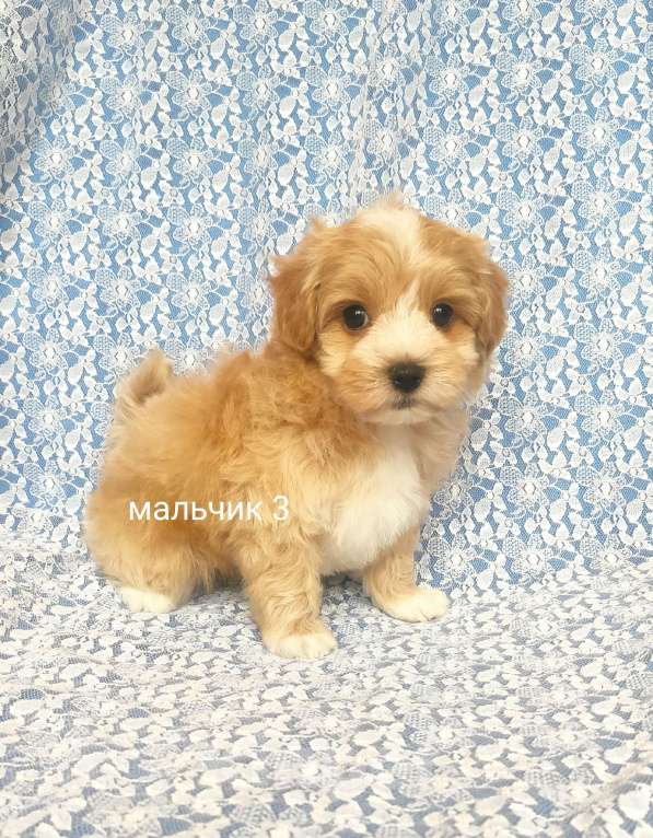 Собаки в Москве: мальтипу мальчик Мальчик, 60 000 руб. - фото 4