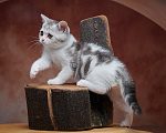 Кошки в Барнауле: Котик-страйт Василь💚 Мальчик, Бесплатно - фото 8