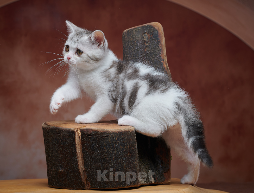 Кошки в Барнауле: Котик-страйт Василь💚 Мальчик, Бесплатно - фото 8