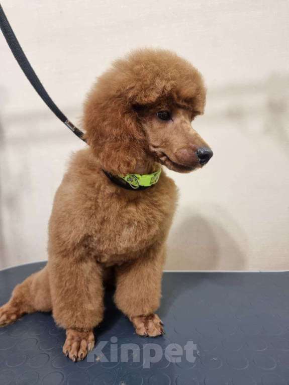 Собаки в Красноярске: Щенки миниатюрного рыжего пуделя Девочка, Бесплатно - фото 2