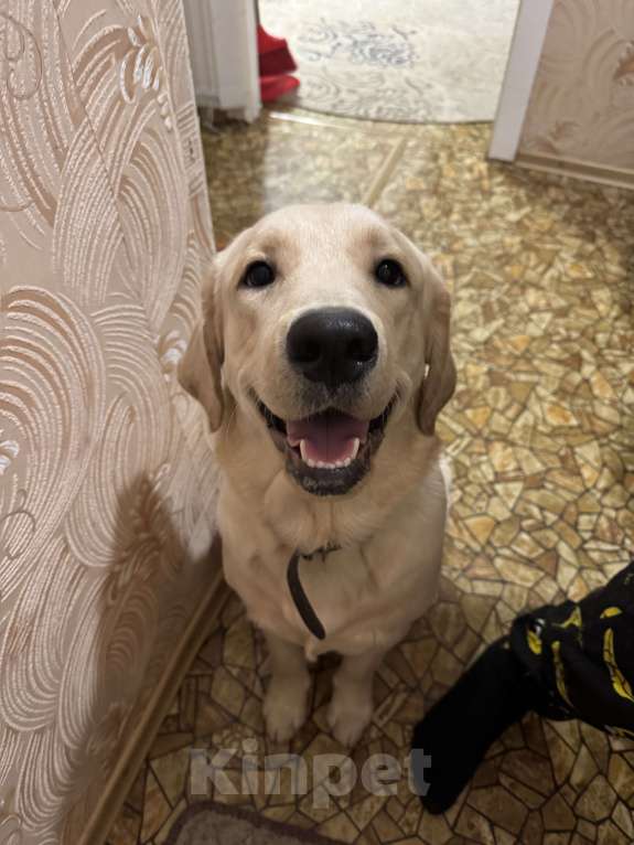 Собаки в Северске: Лабрадор +Золотистый ретривер Мальчик, 5 000 руб. - фото 3