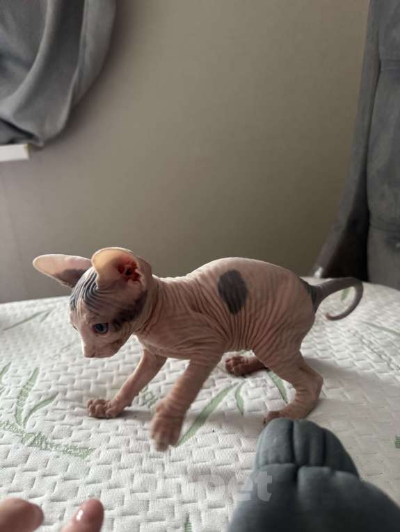 Кошки в Новосибирске: Канадский сфинкс  Мальчик, 11 000 руб. - фото 5