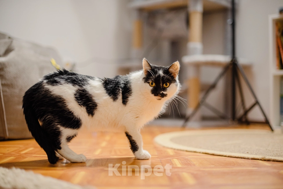 Кошки в Саранске: Аза ищет дом Девочка, Бесплатно - фото 2