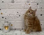 Кошки в Новосибирске: Котята-апельсинчики Девочка, 30 000 руб. - фото 2