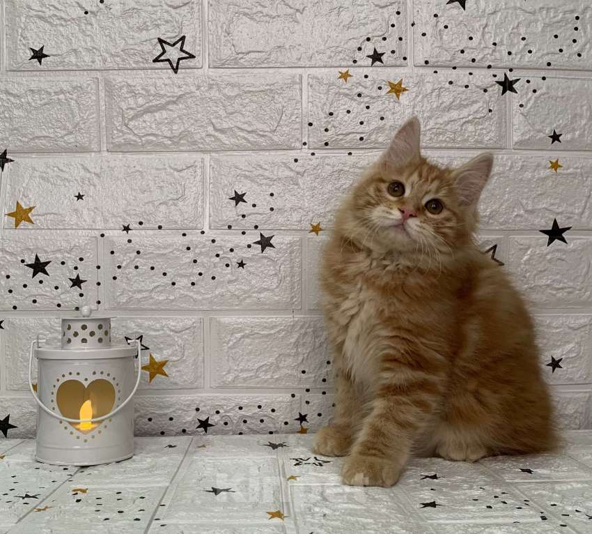 Кошки в Новосибирске: Котята-апельсинчики Девочка, 30 000 руб. - фото 2