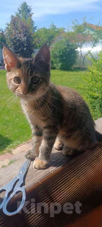 Кошки в Шатуре: Кошечка в добрые руки Девочка, Бесплатно - фото 4