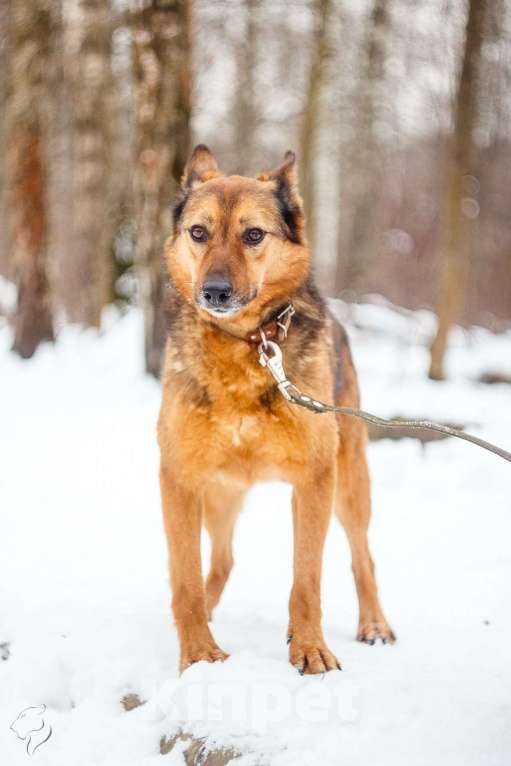 Собаки в Москве: Рада Девочка, Бесплатно - фото 2