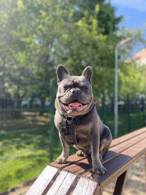 Собаки в Москве: Чивас Мальчик, Бесплатно - фото 2