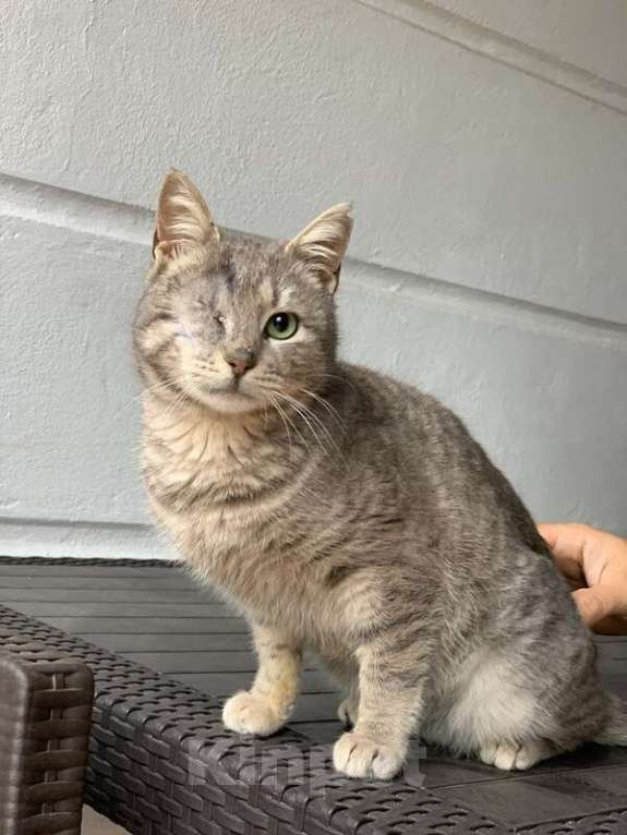 Кошки в Котельнике: Самая ласковая и ручная кошечка Тея в добрые руки Девочка, Бесплатно - фото 2