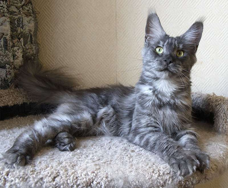 Кошки в Москве: Мейн кун, кошечка. Девочка, 6 000 руб. - фото 7