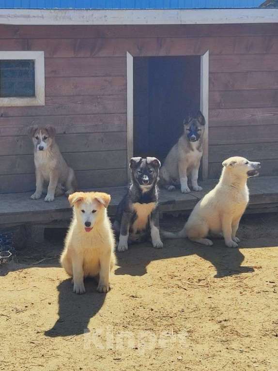 Собаки в других городах Московской области: Доча ищет дом  Девочка, Бесплатно - фото 2