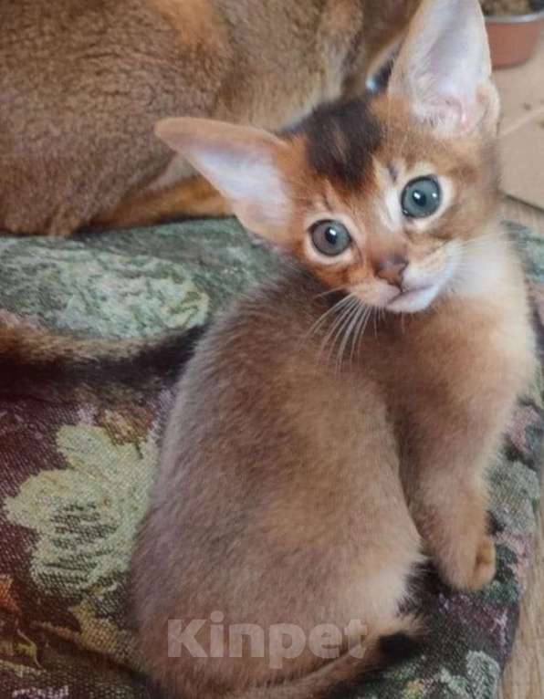 Кошки в Ростове-на-Дону: Абиссинский мальчик американский тип. Мальчик, 50 000 руб. - фото 2