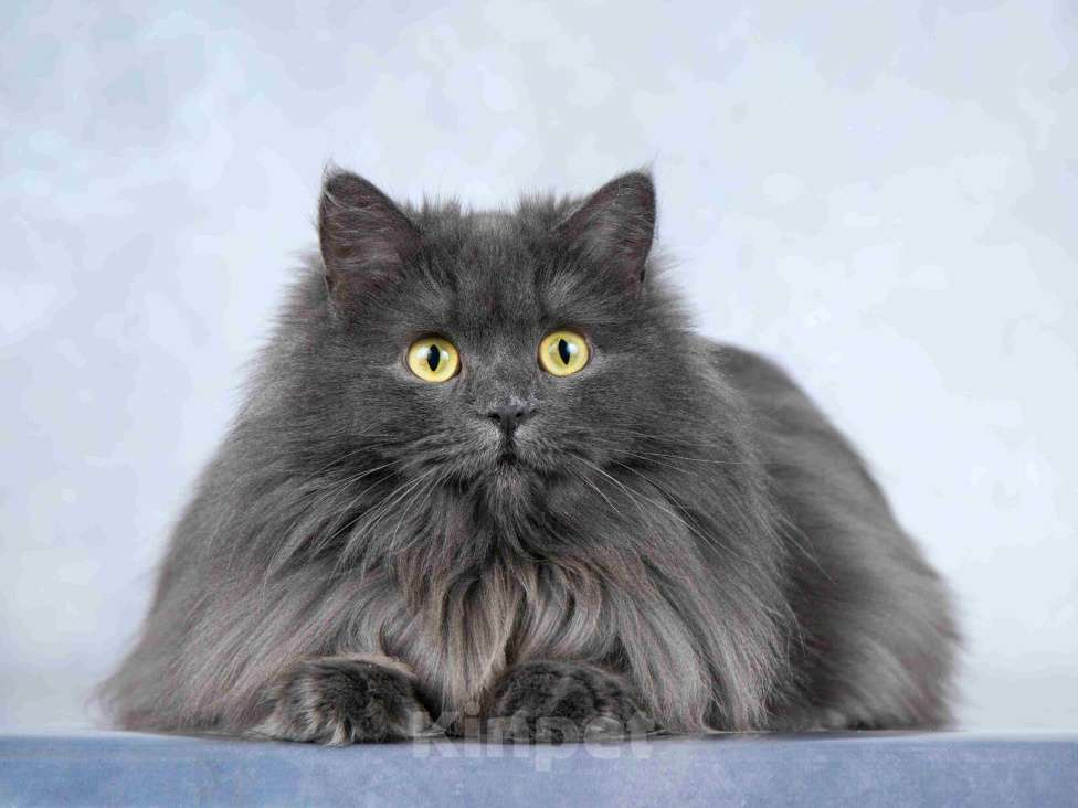 Кошки в Москве: Нежная ласковая кошечка Котюня Девочка, Бесплатно - фото 7