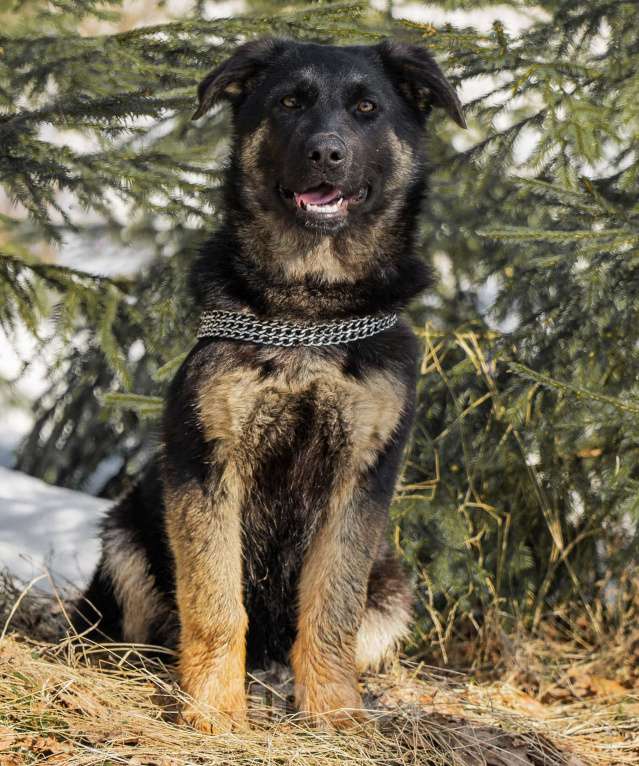 Собаки в других городах Московской области: Щенок немецкой овчарки рабочего разведения Девочка, 80 000 руб. - фото 1