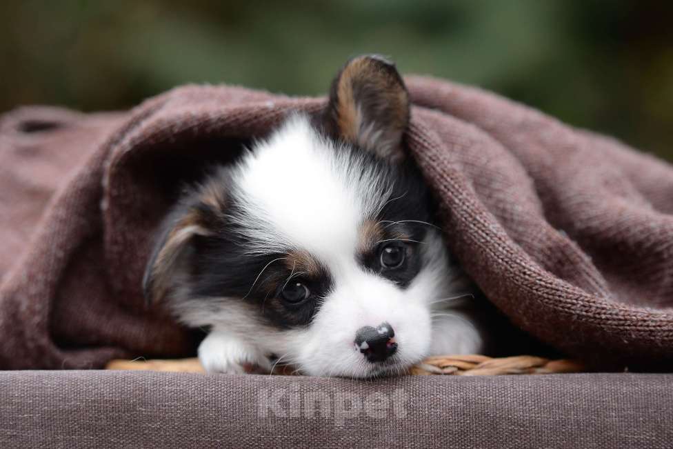 Собаки в Армавире: мальчик вельш корги пемброк Мальчик, 100 000 руб. - фото 2