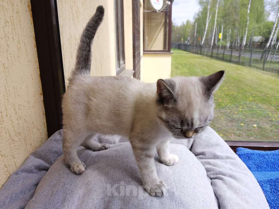 Кошки в Москве: Шотландские котята  Девочка, 15 000 руб. - фото 2