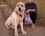Собаки в Видном: Алабай Джек, 6 лет Мальчик, Бесплатно - фото 6