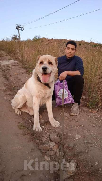 Собаки в Видном: Алабай Джек, 6 лет Мальчик, Бесплатно - фото 6