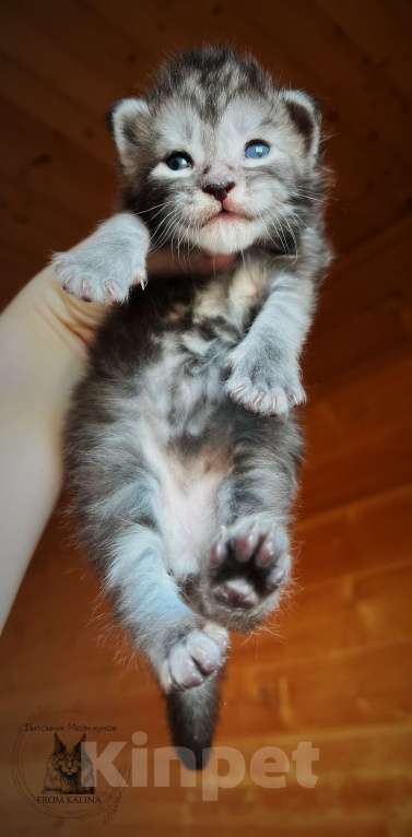 Кошки в Санкт-Петербурге: Котята мейн -куна Мальчик, 50 000 руб. - фото 2