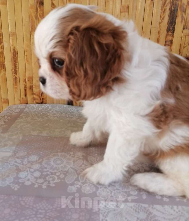 Собаки в Москве: Кавалер кинг Чарльз спаниель 2 мес щенки. Девочка, 90 000 руб. - фото 3