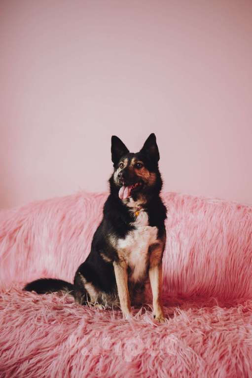 Собаки в Москве: Макена — идеальный идеал собаки Девочка, Бесплатно - фото 6