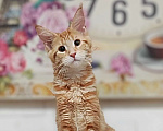 Кошки в Санкт-Петербурге: Котенок Мейн кун из питомника  Девочка, 65 000 руб. - фото 1