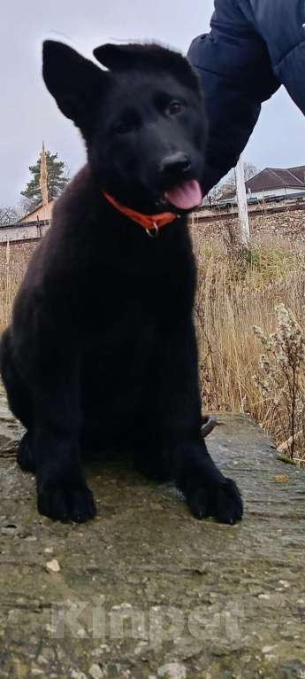 Собаки в Кольчугино: Щенки немецкой овчарки. Девочка, 13 000 руб. - фото 6