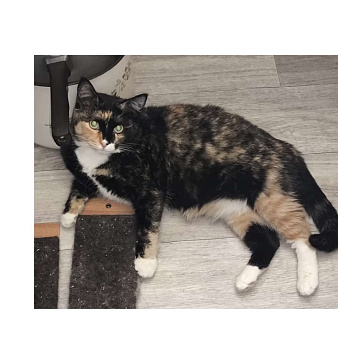 Кошечка молодая