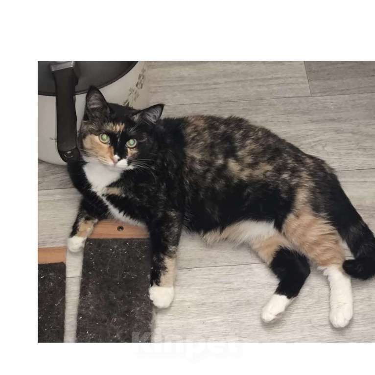 Кошки в Казани: Кошечка молодая Девочка, Бесплатно - фото 1