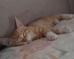 Кошки в Москве: Котенок Лучик ищет дом Мальчик, Бесплатно - фото 2
