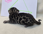 Кошки в Ростове-на-Дону: Бенгал в поиске мамы и папы Девочка, 60 000 руб. - фото 5
