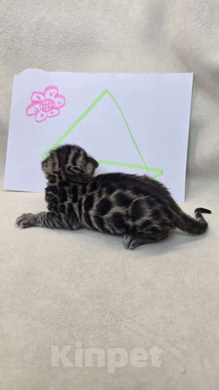 Кошки в Ростове-на-Дону: Бенгал в поиске мамы и папы Девочка, 60 000 руб. - фото 5