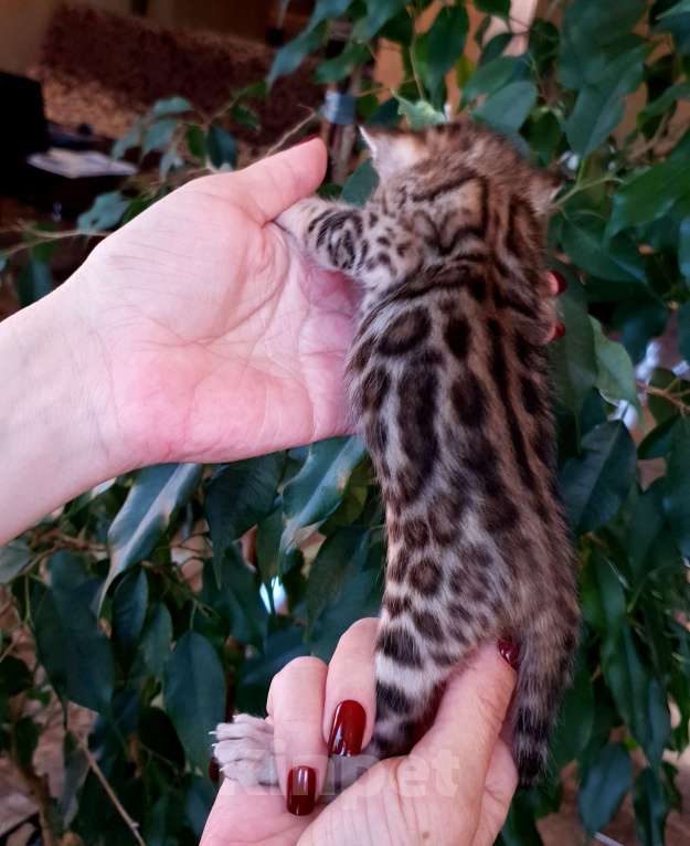 Кошки в Симферополе: Бенгальская девочка  Девочка, 30 000 руб. - фото 7