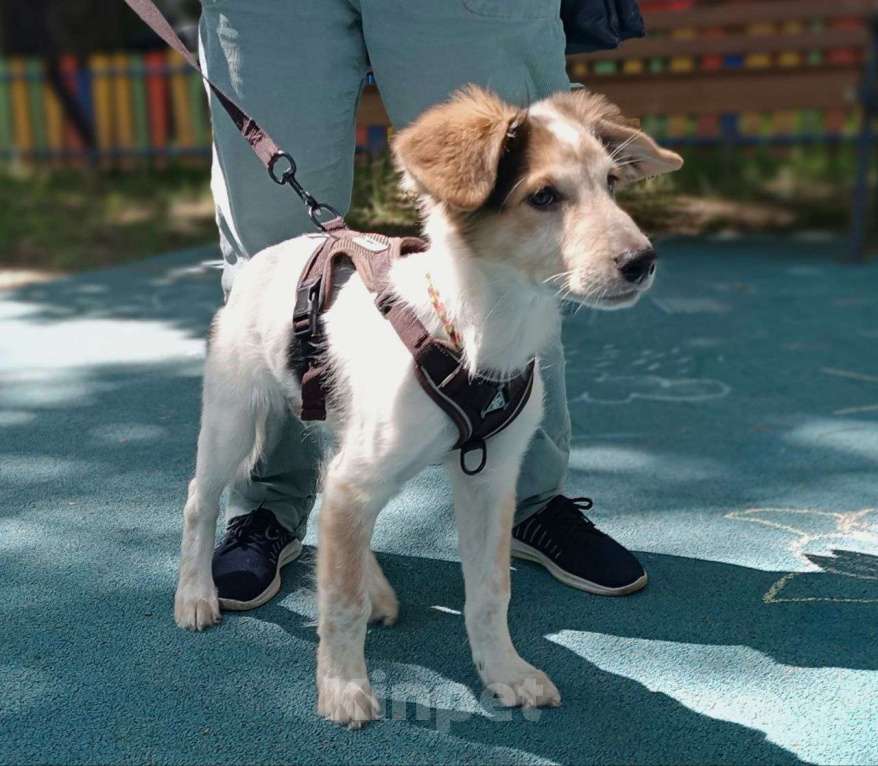 Собаки в Москве: Космический щенок Плутон Мальчик, Бесплатно - фото 6