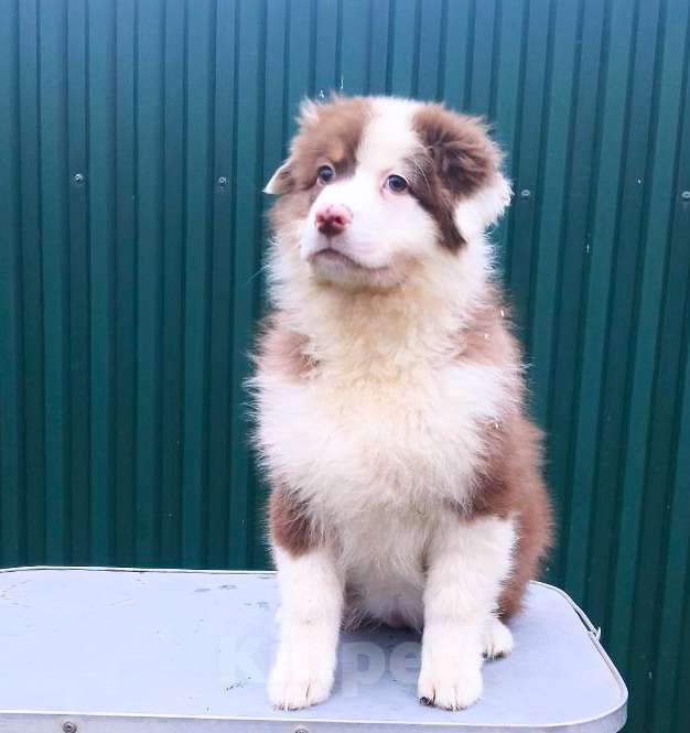 Собаки в Домодедово: Щенок Австралийской овчарки  Девочка, 50 000 руб. - фото 1