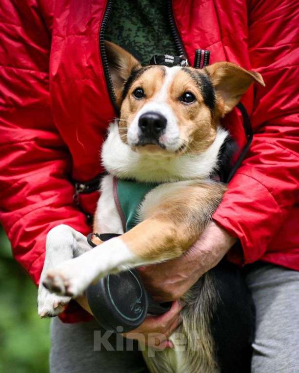Собаки в Москве: Пряник, щенок-невидимка Мальчик, Бесплатно - фото 3