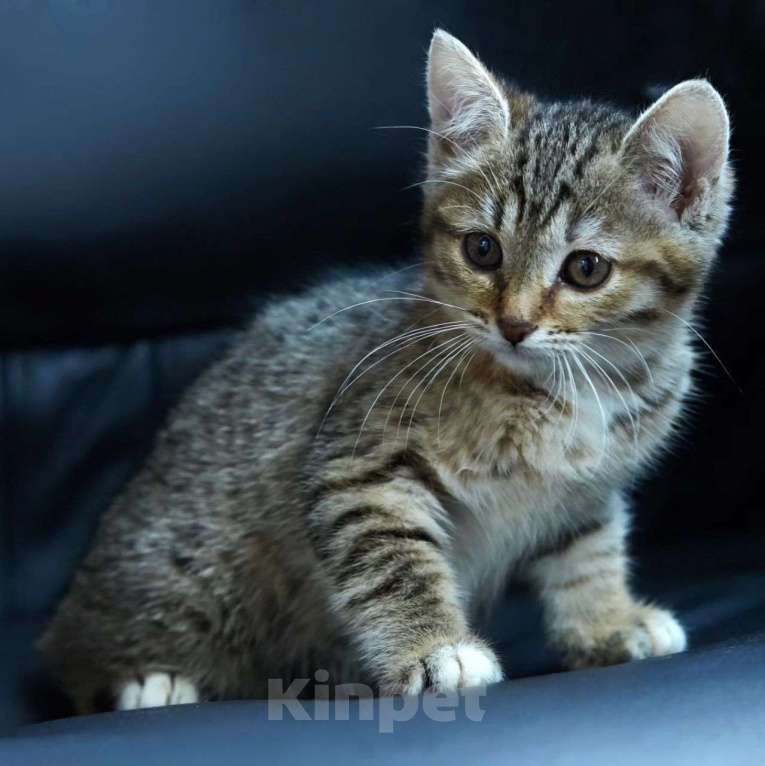 Кошки в Москве: Котенок Шустрик в добрые руки Мальчик, Бесплатно - фото 4