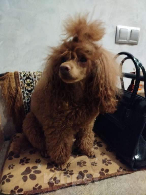 Собаки в Москве: Миниатюрный пудель щенок Мальчик, 90 000 руб. - фото 3